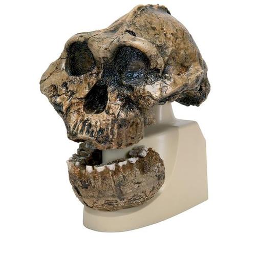 Replica Australopithecus Boisei Skull (KNM-ER 406 + Omo L7A-125), 1001298 [VP755/1], Anthropological Skulls
