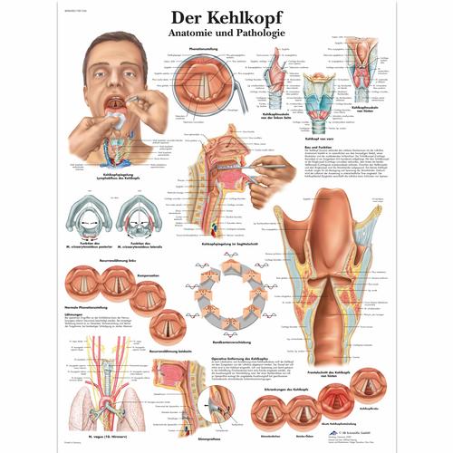 Der Kehlkopf, 1001336 [VR0248L], Speech Organs