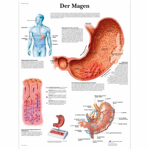 Der Magen, 1001383 [VR0426L], Digestive System