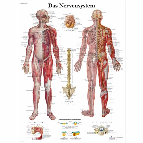 Das Nervensystem, 1001422 [VR0620L], Brain and Nervous system