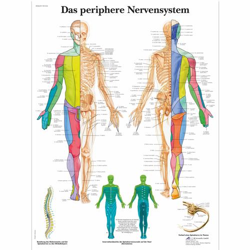 Das periphere Nervensystem, 1001424 [VR0621L], Brain and Nervous system