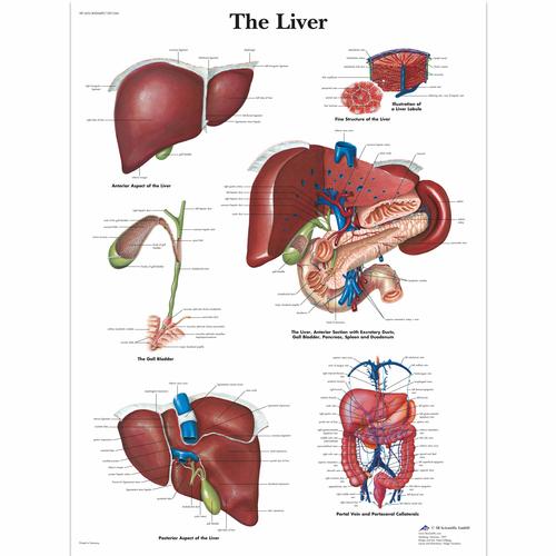 Liver Chart, 4006689 [VR1425UU], Metabolic System