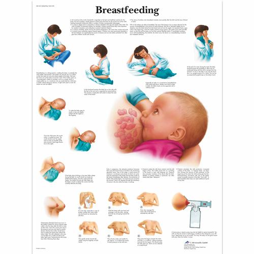 Breastfeeding Chart, 1001578 [VR1557L], Pregnancy and Childbirth