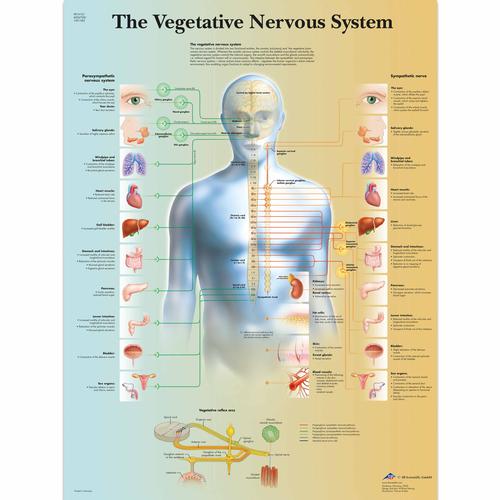 The Vegetative Nervous System Chart, 1001582 [VR1610L], Brain and Nervous system