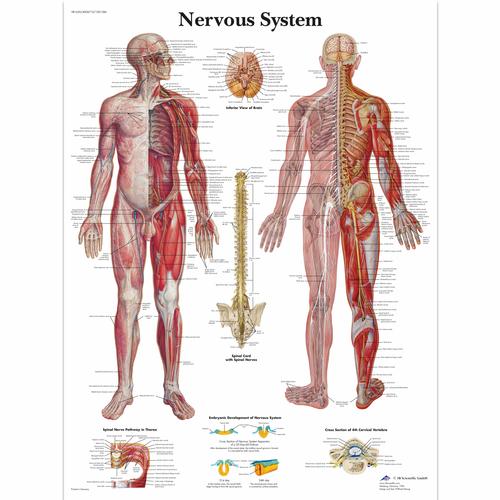 Nervous System Chart, 4006710 [VR1620UU], Brain and Nervous system