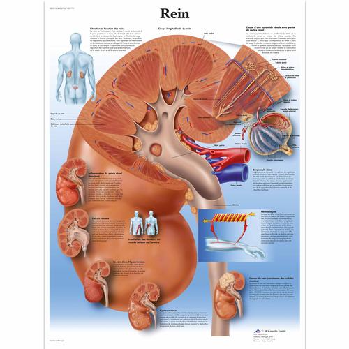 Rein, 1001731 [VR2515L], Metabolic System