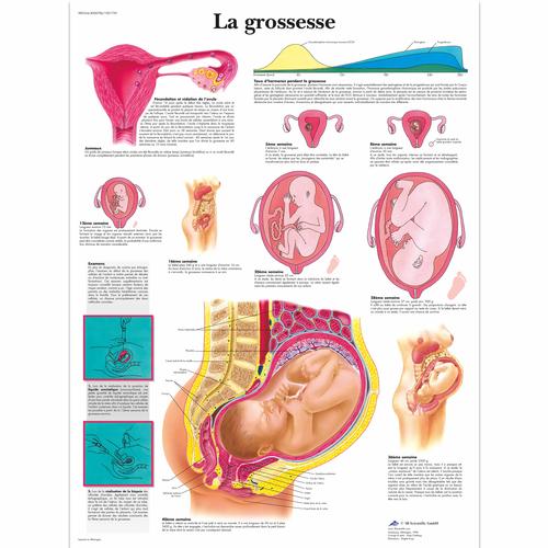 La grossesse, 4006786 [VR2554UU], Pregnancy and Childbirth