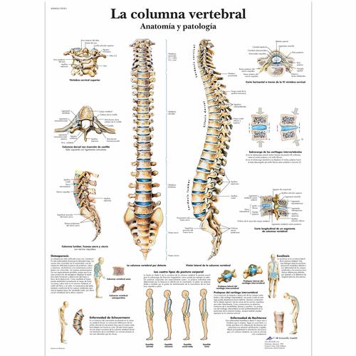 La columna vertebral - Anatomía y patología, 4006820 [VR3152UU], Skeletal System