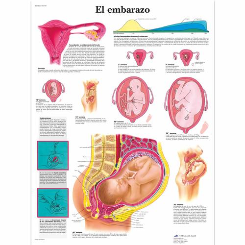 El embarazo, 1001901 [VR3554L], Pregnancy and Childbirth