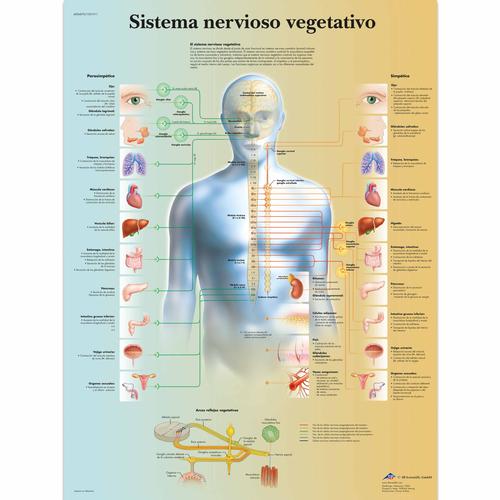 Sistema nervioso vegetativo, 4006870 [VR3610UU], Brain and Nervous system