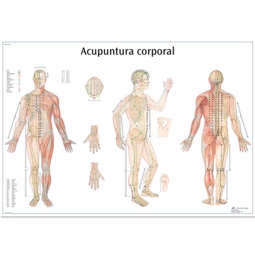 Acupuntura corporal, 4006894 [VR3820UU], Acupuncture Charts and Models