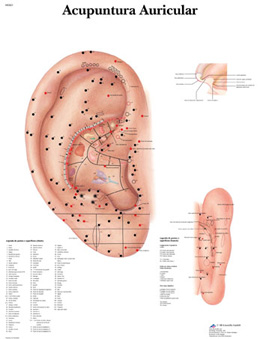 Ear Acupuncture - portuguese, 4007020 [VR5821UU], Acupuncture Charts and Models