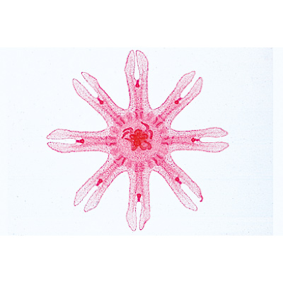 Coelenterata and Porifera - German Slides, 1003851 [W13002], Invertebrate (Invertebrata)