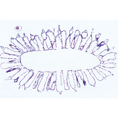 Coelenterata and Porifera - French Slides, 1003852 [W13002F], French