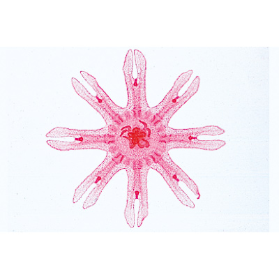 Coelenterata and Porifera - French Slides, 1003852 [W13002F], French