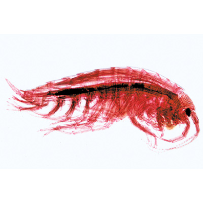 Crustacea - Spanish, 1003862 [W13004S], Microscope Slides LIEDER