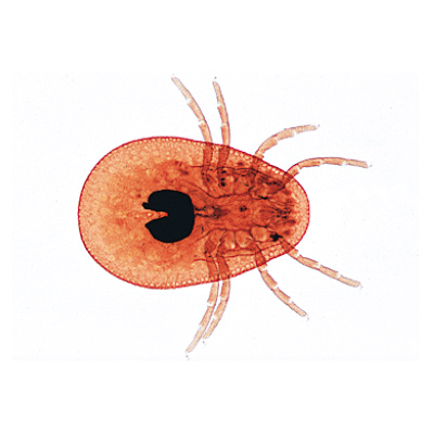 Arachnoidea and Myriapoda - Portuguese Slides, 1003865 [W13005P], Microscope Slides LIEDER