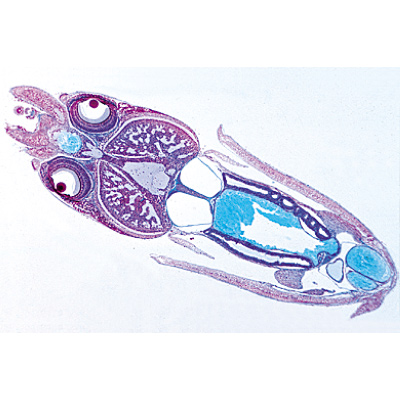 Mollusca - Portuguese Slides, 1003873 [W13007P], Microscope Slides LIEDER