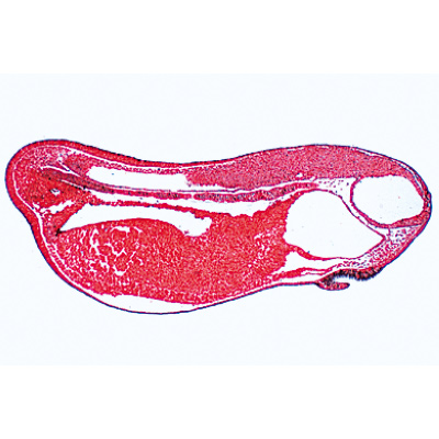 Frog Embryology (Rana) - French, 1003949 [W13027F], French