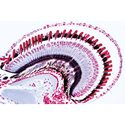 Crustacea - English Slides, 1003963 [W13033], Microscope Slides LIEDER