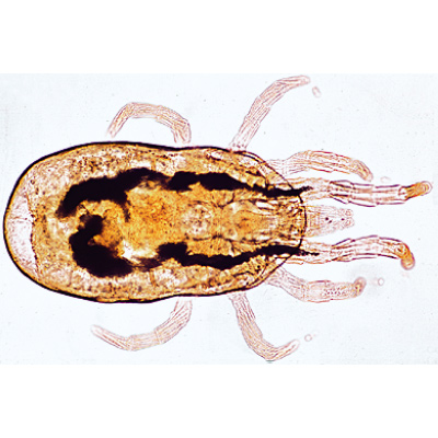 Arachnoidea and Myriapoda - English Slides, 1003964 [W13034], Microscope Slides LIEDER