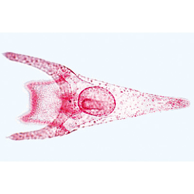 Echinodermata, Bryozoa and Brachiopoda - English Slides, 1003967 [W13037], English