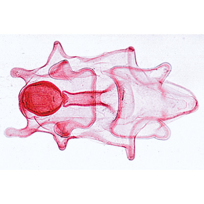 Echinodermata, Bryozoa and Brachiopoda - English Slides, 1003967 [W13037], Microscope Slides LIEDER
