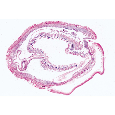 Cephalochordata (Acrania) - English Slides, 1003968 [W13038], Microscope Slides LIEDER