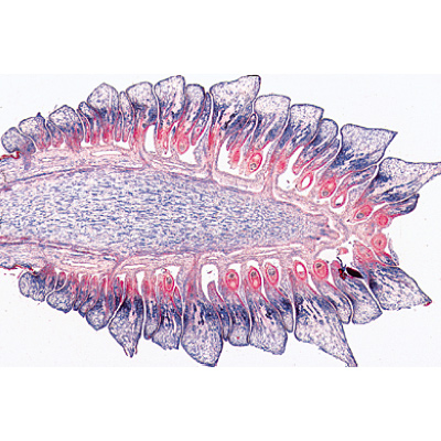 Angiospermae I. Gymnospermae - English Slides, 1003974 [W13045], Microscope Slides LIEDER