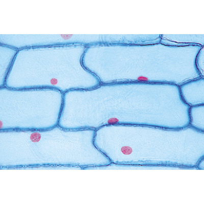 Angiospermae II. Cells and Tissues - English Slides, 1003975 [W13046], English