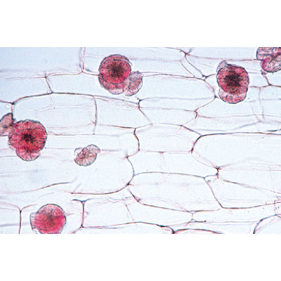 Angiospermae II. Cells and Tissues - English Slides, 1003975 [W13046], English