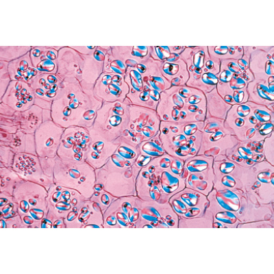 Angiospermae IV. Stems - English Slides, 1003977 [W13048], Microscope Slides LIEDER