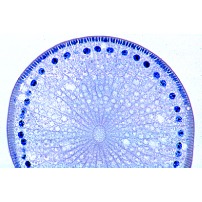 The Ascaris megalocephala Embryology - German, 1013478 [W13084], Parasitology
