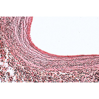 Histology of Mammalia, Elementary Set - German Slides, 1004074 [W13306], Micro Slides