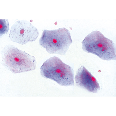 Histology of Mammalia, Elementary Set - German Slides, 1004074 [W13306], Micro Slides
