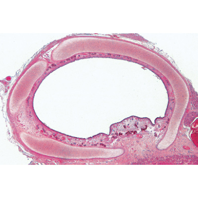 Histology of Mammalia, Elementary Set - Spanish, 1004077 [W13306S], Micro Slides