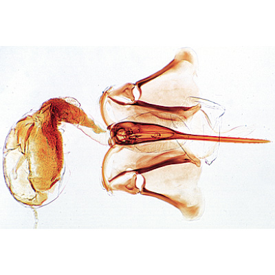 The Honey Bee (Apis mellifica) - German Slides, 1004210 [W13340], Invertebrate (Invertebrata)
