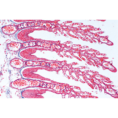 Histology of Vertebrata Excluding Mammalia - English Slides, 1004230 [W13405], Micro Slides