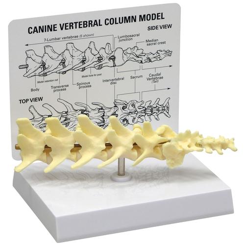Canine 5-piece Vertebrae Column Model, 1019581 [W33353], Osteology