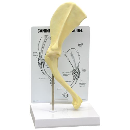 Canine Shoulder Model, 1019580 [W33355], Osteology