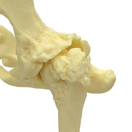Canine Pelvis (Hip) Model, 1019578 [W33356], Osteology