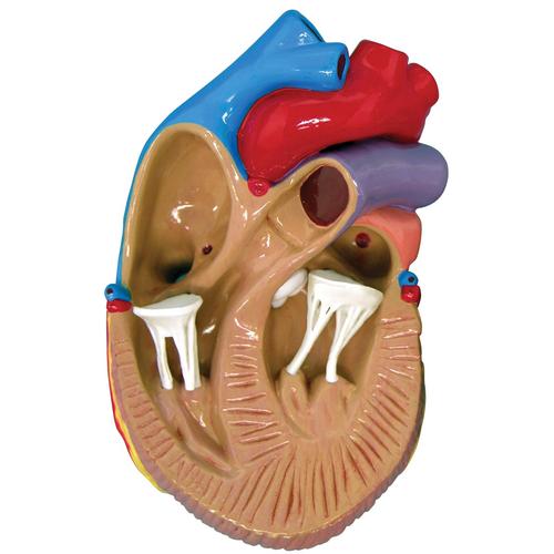 3-Mini Heart Model Set, 1019530 [W33365], Human Heart Models