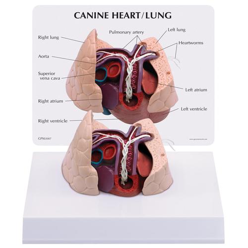 Canine Heart and Lung Model, 1019586 [W33376], Internal medicine