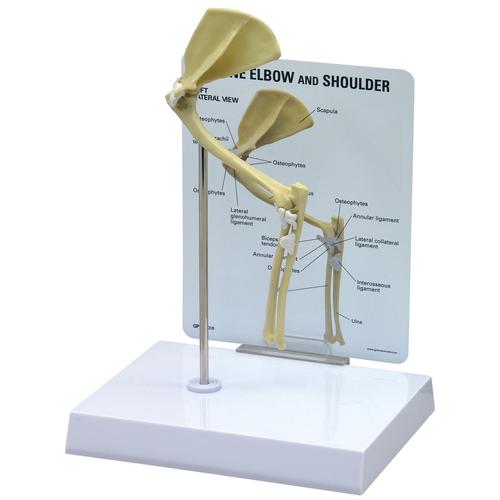 Feline Elbow-Shoulder Model, 1019588 [W33378], Osteology