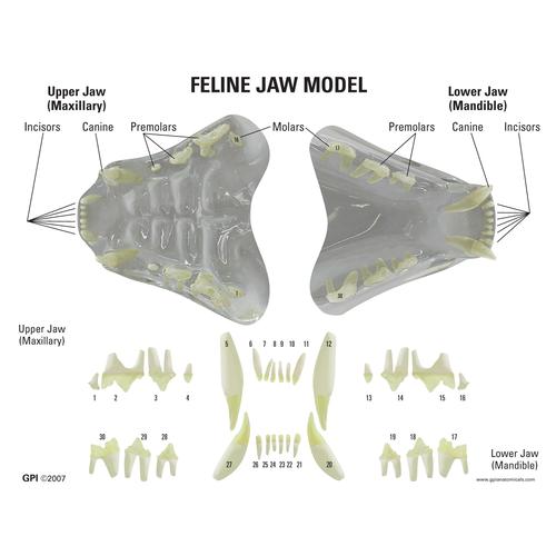 Feline Jaw- Clear Model, 1019590 [W33379], Zoological Diseases