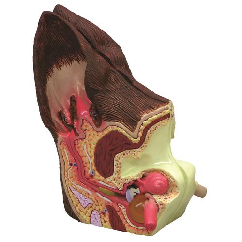 Canine Ear Model - Normal / Infected, 1019593 [W47850], Parasitology