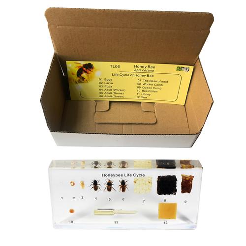 The Life of the Honey Bee (Apis cerana), 1005971 [W59558], Invertebrate (Invertebrata)