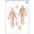 Acupuncture, Meridian Notepad, IT, 1017887, Acupuncture Charts and Models (Small)