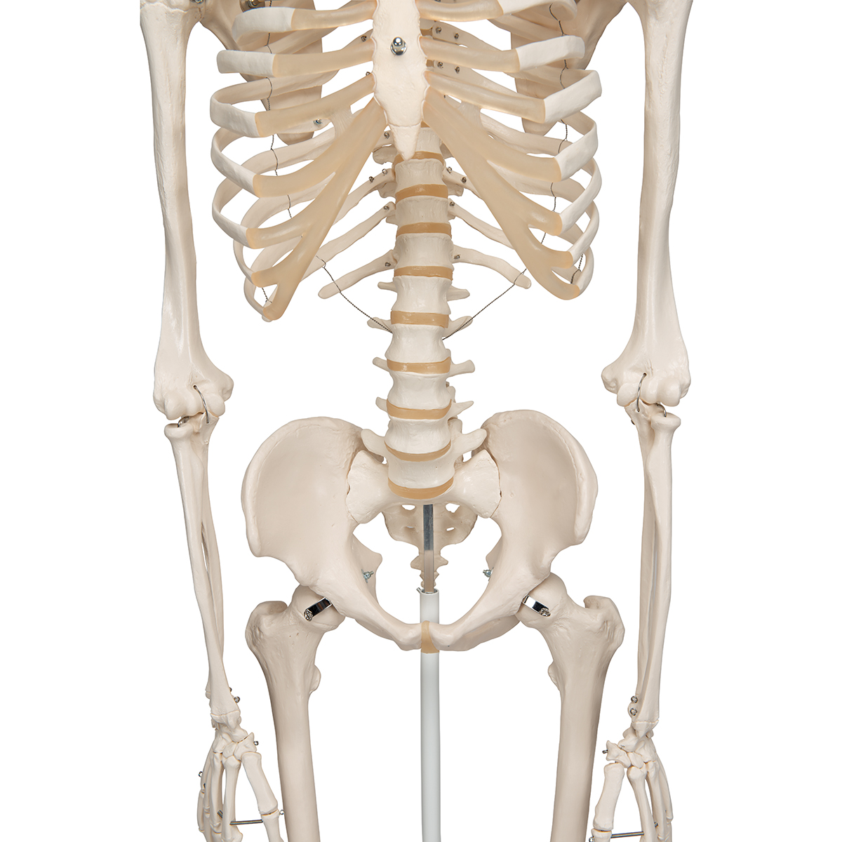 Real human skeleton model