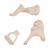 Human Ossicle Model, 20-times Maginified - 3B Smart Anatomy, 1012786 [A101], Ear Models (Small)